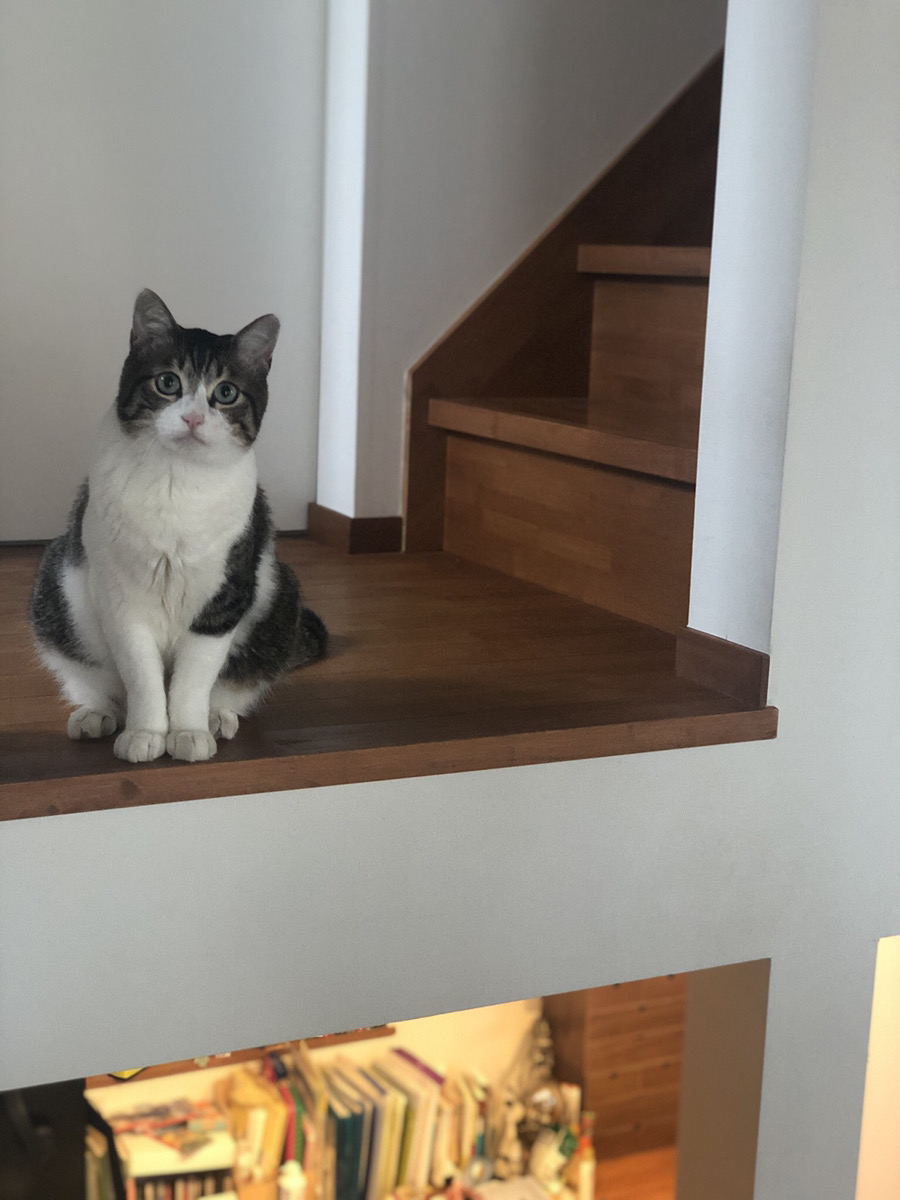 ペットと暮らす家　大阪　ねこちゃん　目線が合う　スキップフロア