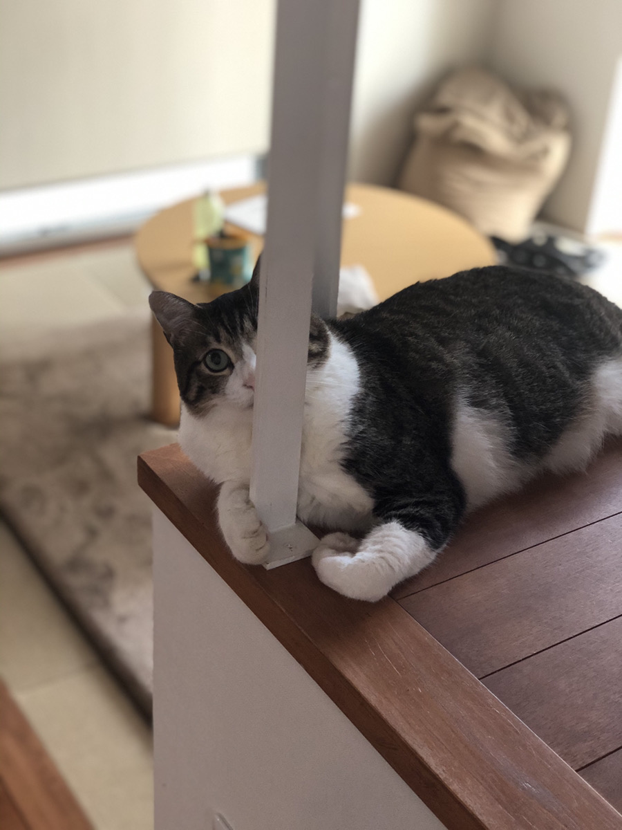 ペットと暮らす家　大阪　ねこちゃん　目線が合う　スキップフロア
